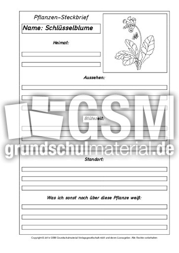 Pflanzensteckbriefvorlage-Schlüsselblume-SW.pdf
